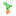 Caktus